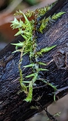 Calliergonella cuspidata