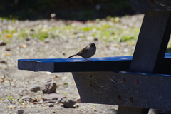 Junco vulcani