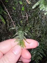 Thamnobryum alopecurum