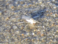 Hydrophorinae