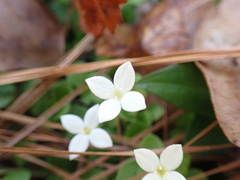 Houstonia procumbens