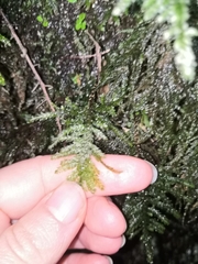 Thamnobryum alopecurum