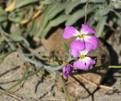 Malcolmia littorea