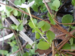 Houstonia procumbens