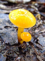 Gliophorus perplexus