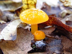 Gliophorus perplexus