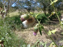 Cirsium mexicanum