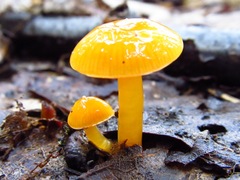 Gliophorus perplexus