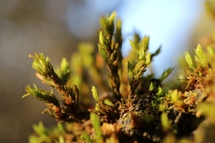 Orthotrichaceae