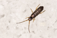 Tomoceridae