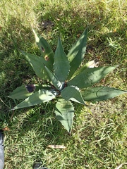 Agave hiemiflora