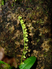 Stelis santiagoensis