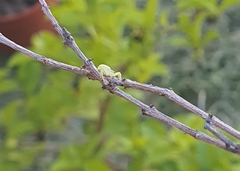 Misumenops