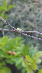 Misumenops