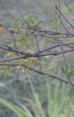 Misumenops