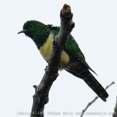 Chrysococcyx cupreus