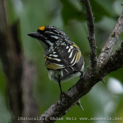 Pogoniulus chrysoconus