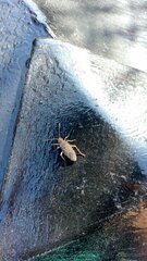 Jadera parapectoralis