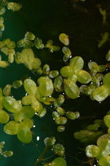 Lemna minuta