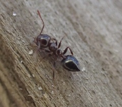 Crematogaster ashmeadi