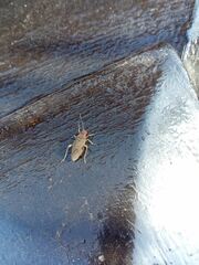 Jadera parapectoralis