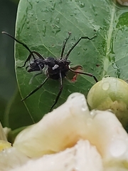 Dolichoderus attelaboides