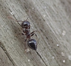 Crematogaster ashmeadi