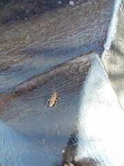 Jadera parapectoralis