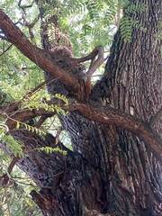 Lepidocolaptes angustirostris