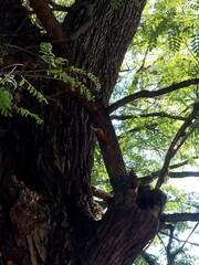 Lepidocolaptes angustirostris