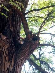 Lepidocolaptes angustirostris