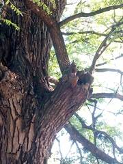 Lepidocolaptes angustirostris