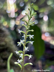 Cranichis diphylla