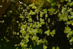 Lemna minuta