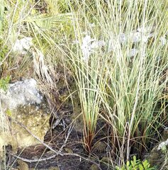 Cladium mariscus jamaicense