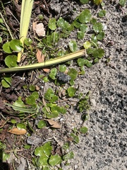Hydrocotyle umbellata