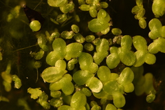 Lemna minuta