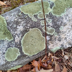 Xanthoparmelia plittii