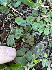 Dichondra carolinensis