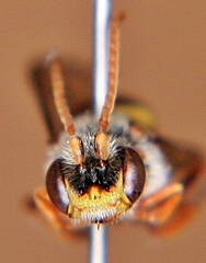 Nomada maculata