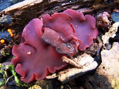 Ascocoryne cylichnium