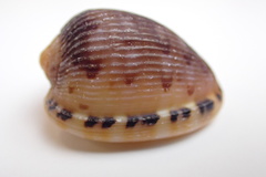 Cypraecassis testiculus