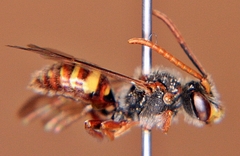 Nomada maculata
