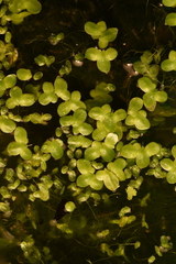 Lemna minuta