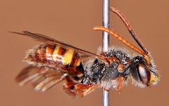 Nomada maculata