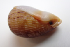 Cypraecassis testiculus