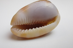 Cypraecassis testiculus