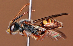 Nomada maculata