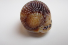 Cypraecassis testiculus