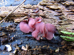 Ascocoryne cylichnium